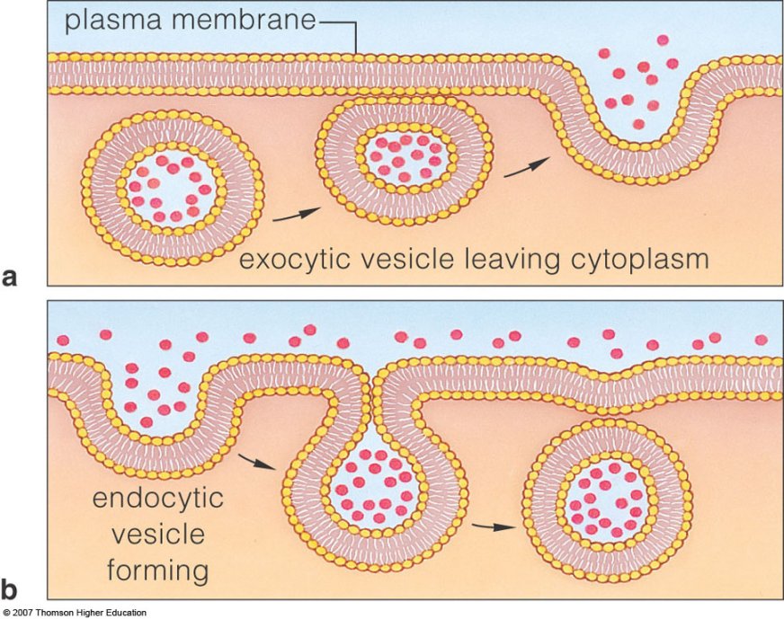Aulia's Blog: Makalah Biologi Sel "Sistem Endomembran 